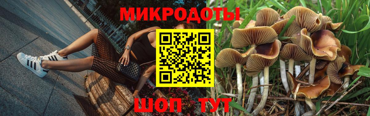 Галлюциногенные грибы Psilocybe Ноябрьск